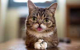 长毛猫网红,揭秘长毛猫网红的走红之路