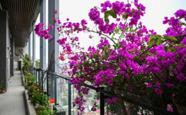 网红阳台花卉